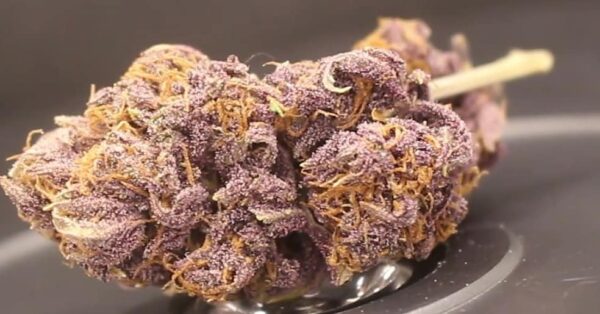 Buy blueberry muffin strain Online