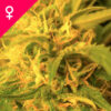 Northern Lights Feminized Seeds